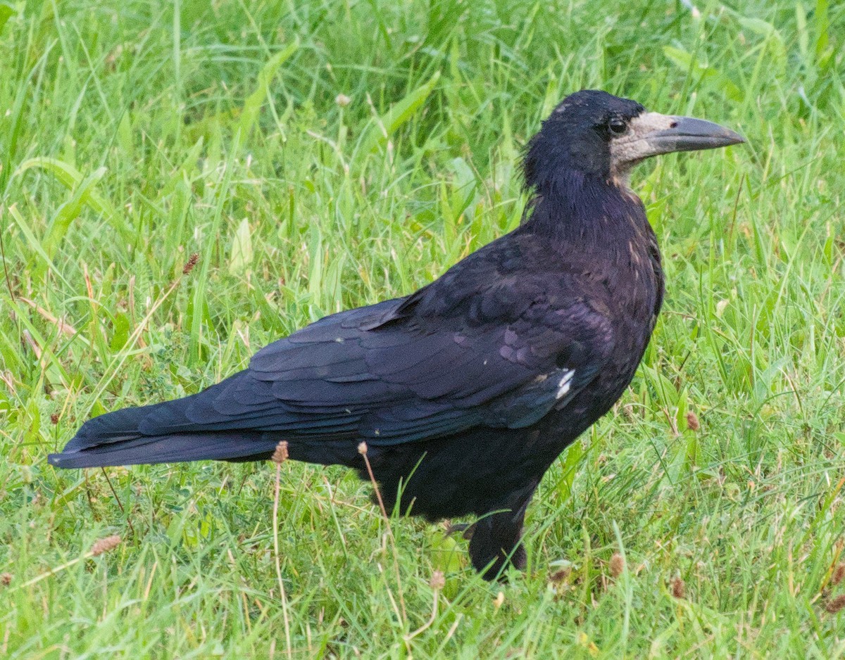 Corbeau freux - ML643812492