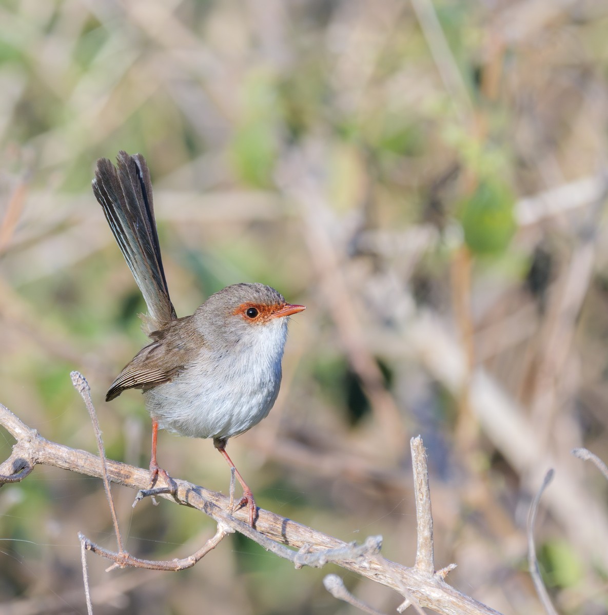 Malurus sp. - ML643812534