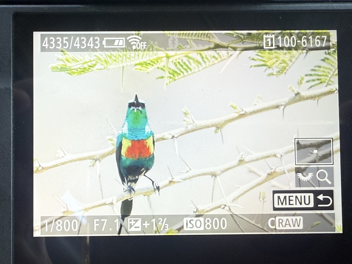 Beautiful Sunbird - ML643812537