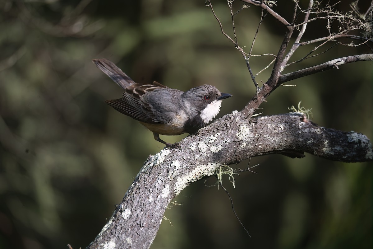 Rufous Whistler - ML643812577