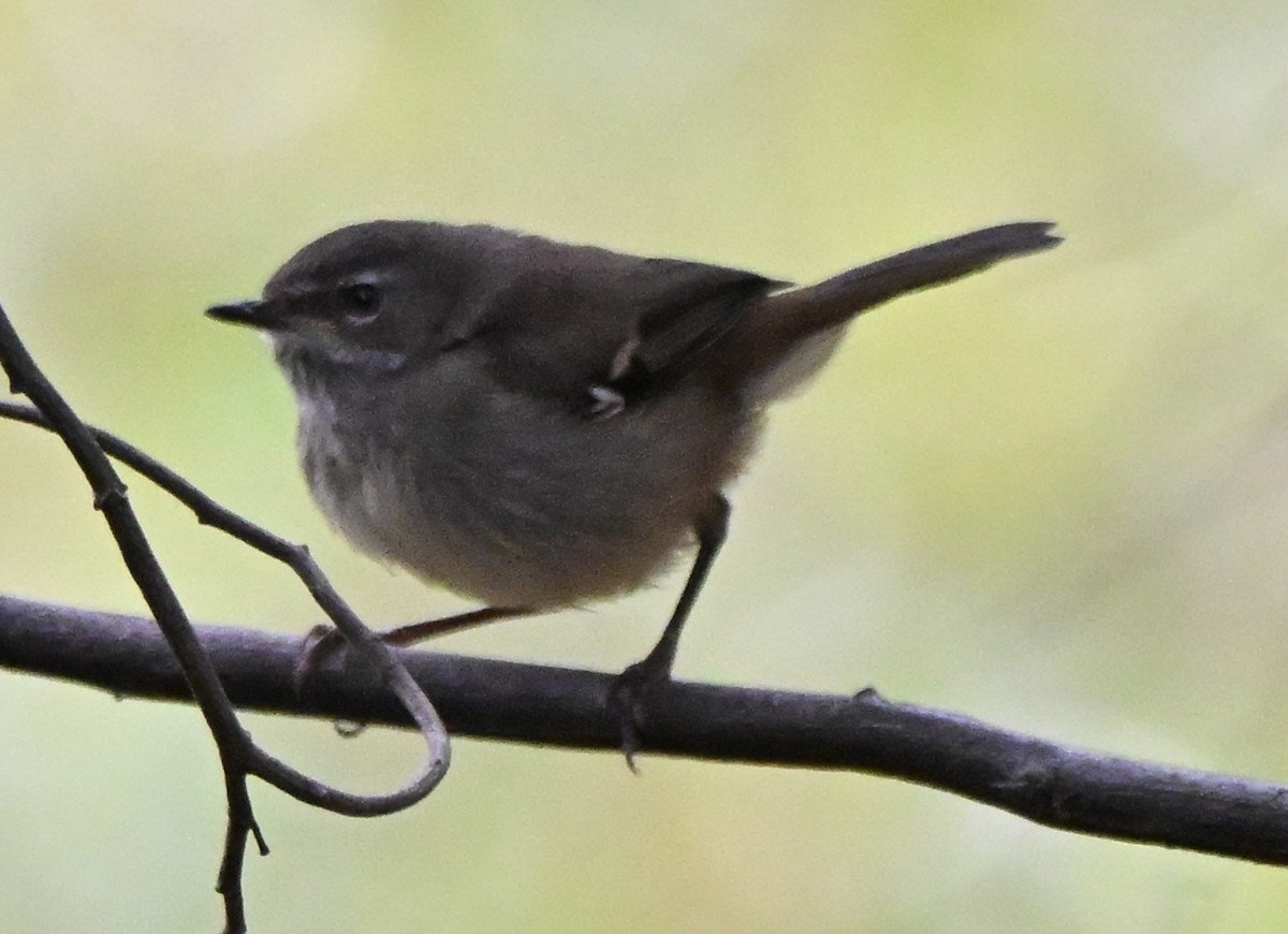 Spotted Scrubwren - ML643812606