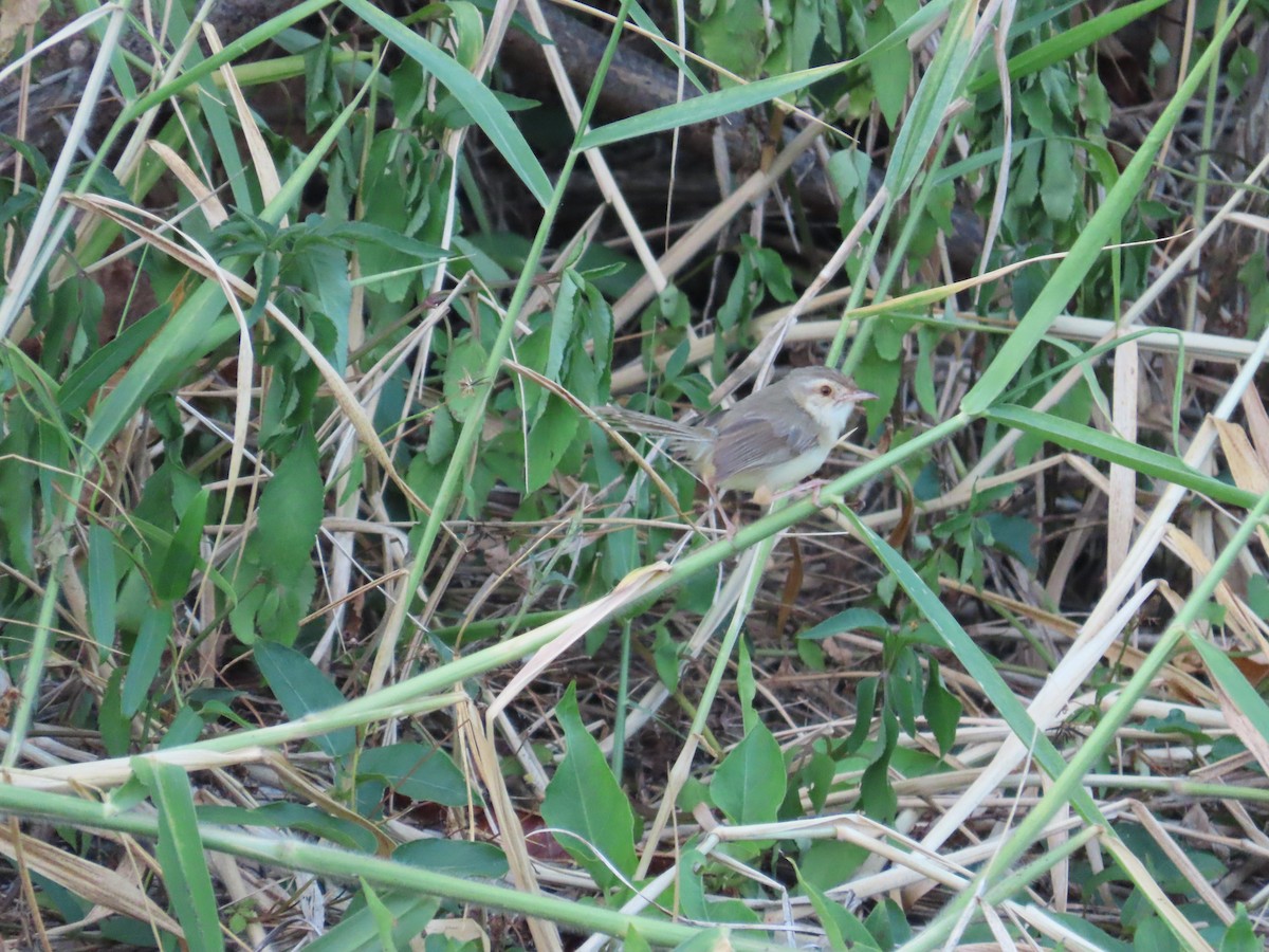 Plain Prinia - ML643812633
