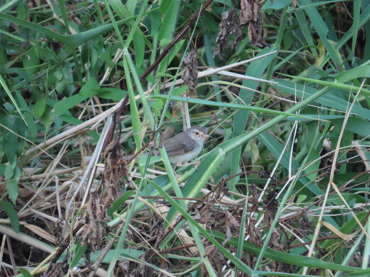 Plain Prinia - ML643812634