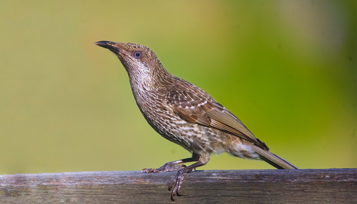 Little Wattlebird - ML643812639