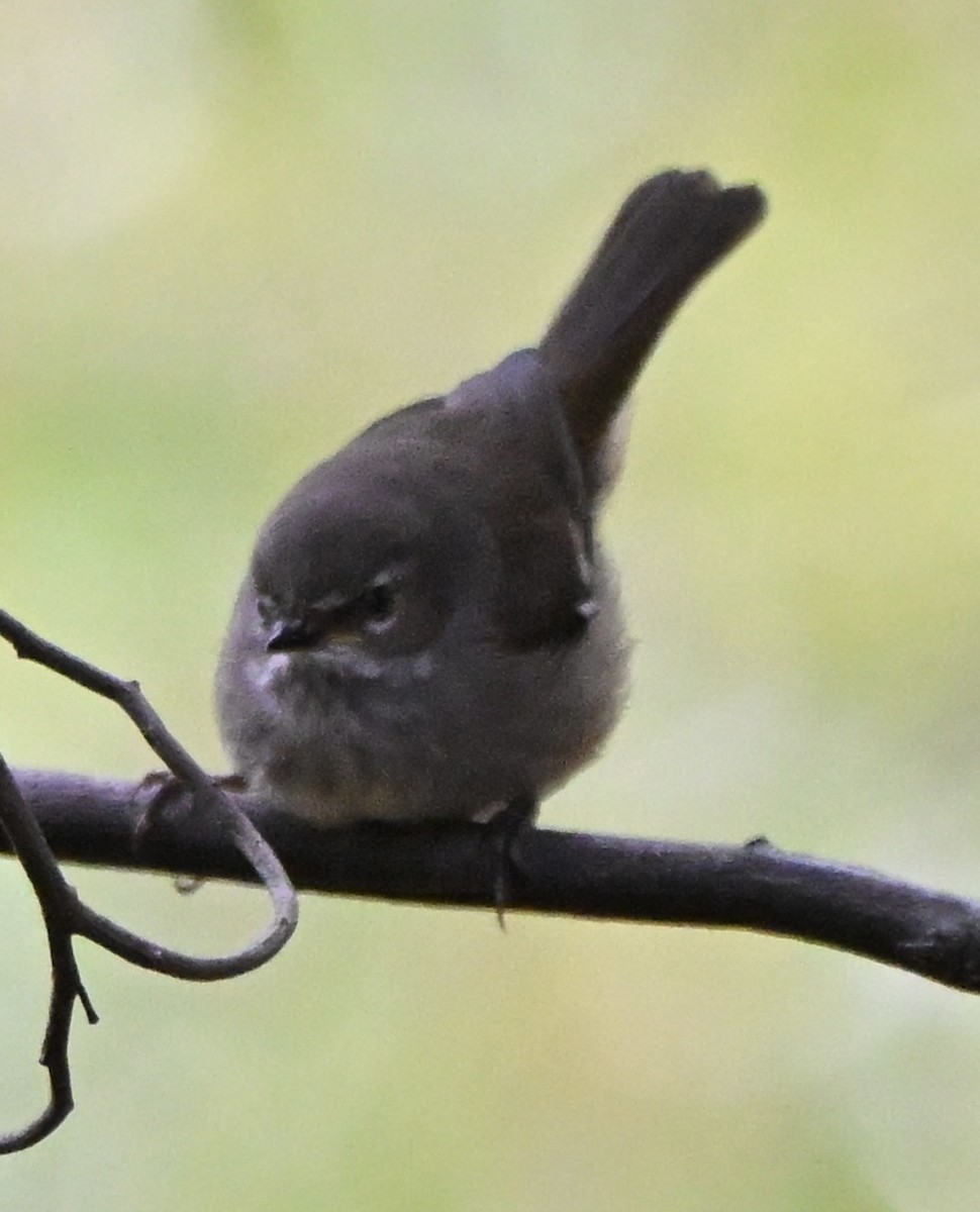 Spotted Scrubwren - ML643812653