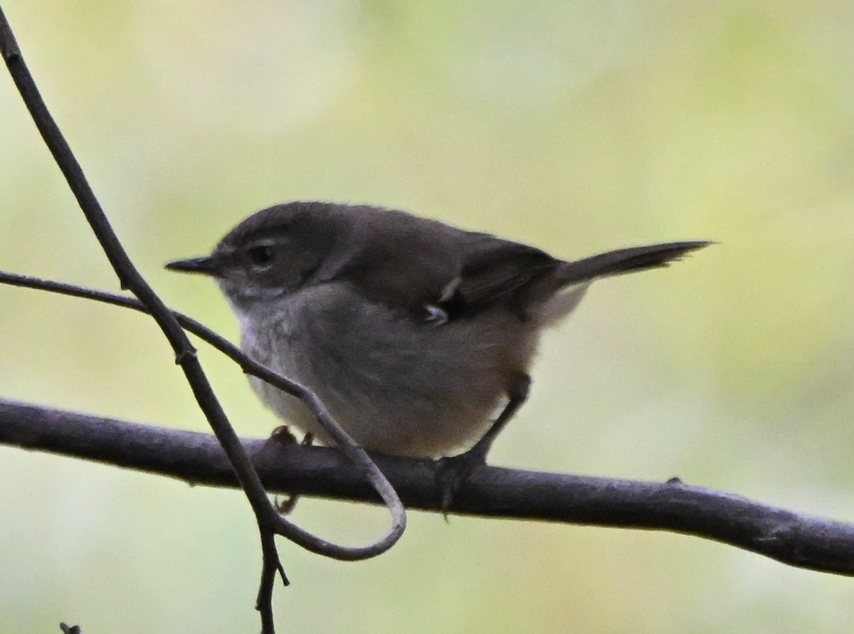 Spotted Scrubwren - ML643812654