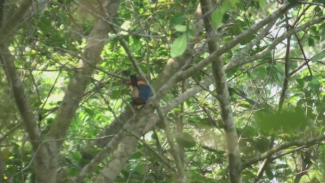 Stork-billed Kingfisher - ML643812656