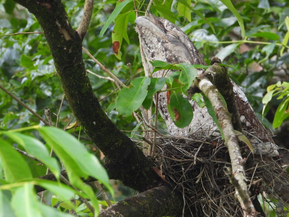 Papuan Frogmouth - ML643812662