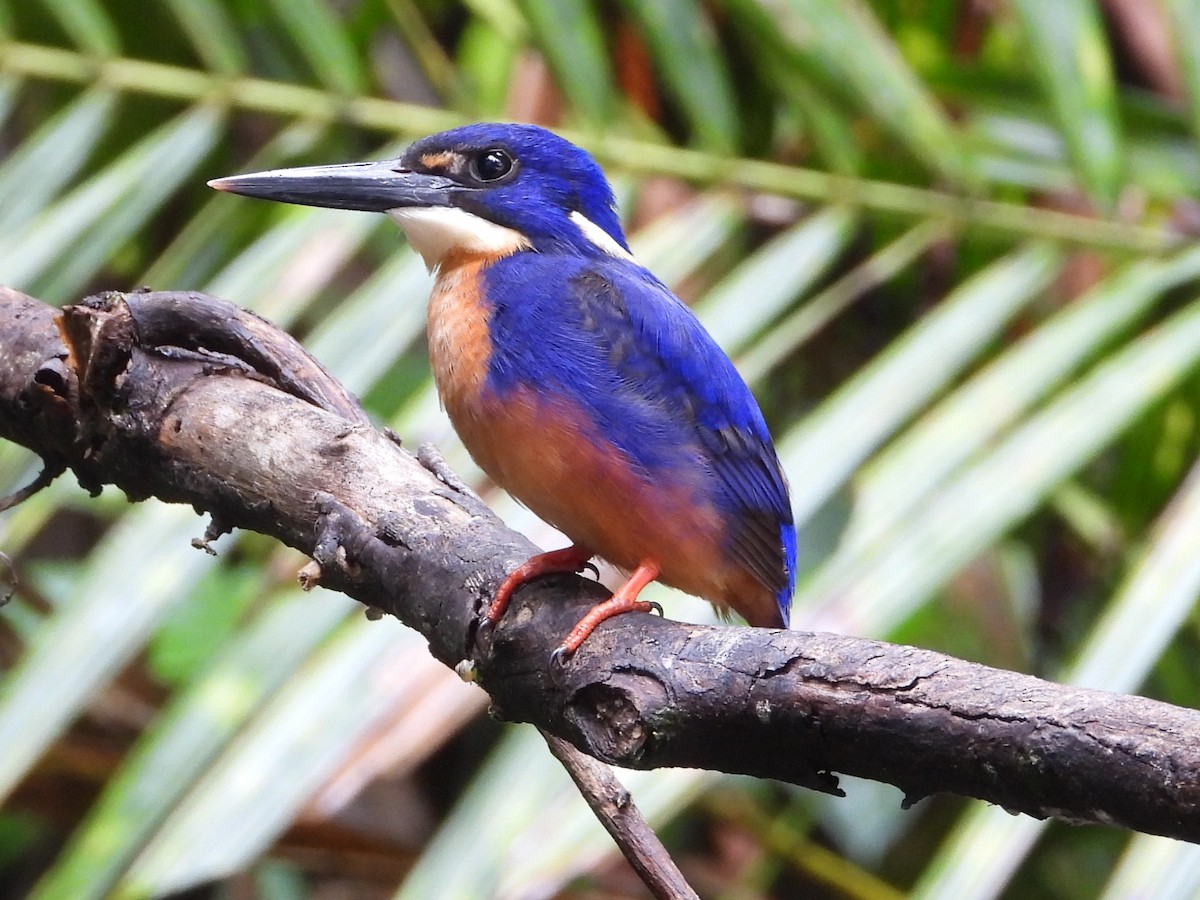 Azure Kingfisher - ML643812670