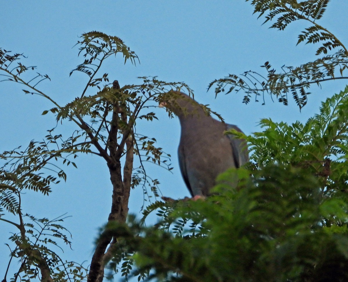 Red-billed Pigeon - ML643812673