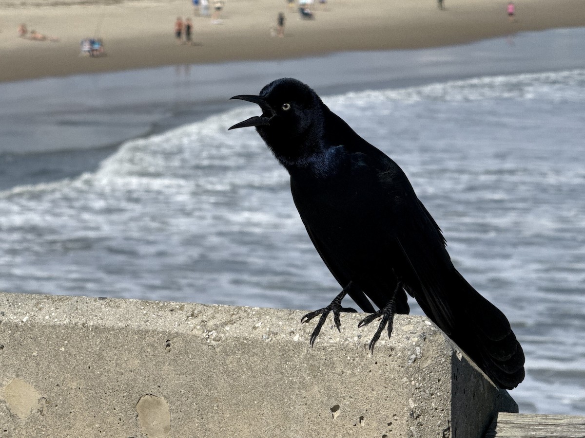 Boat-tailed Grackle - ML643812705