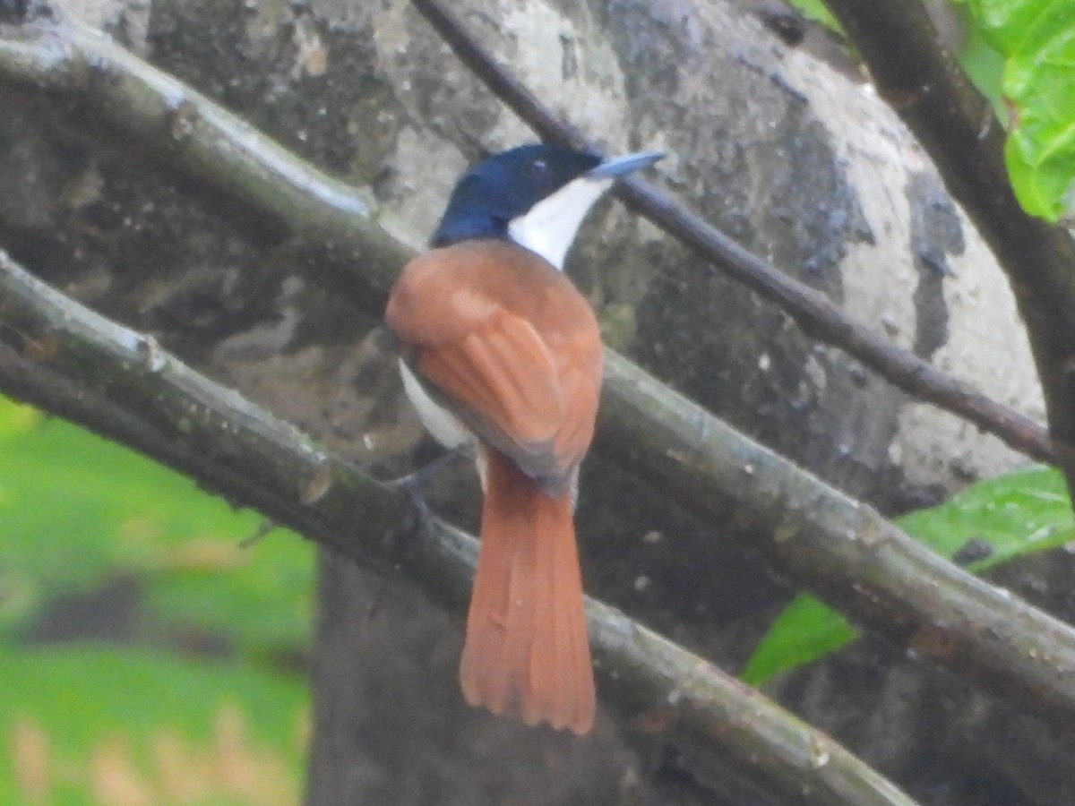 Shining Flycatcher - ML643812706