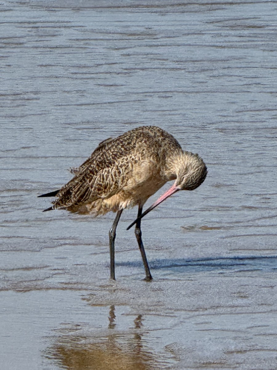 Marbled Godwit - ML643812724