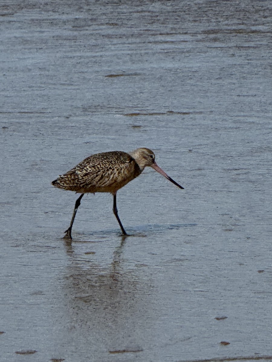 Marbled Godwit - ML643812725