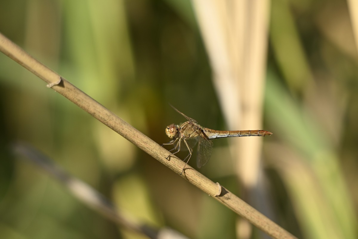 Südliche Heidelibelle - ML643812729