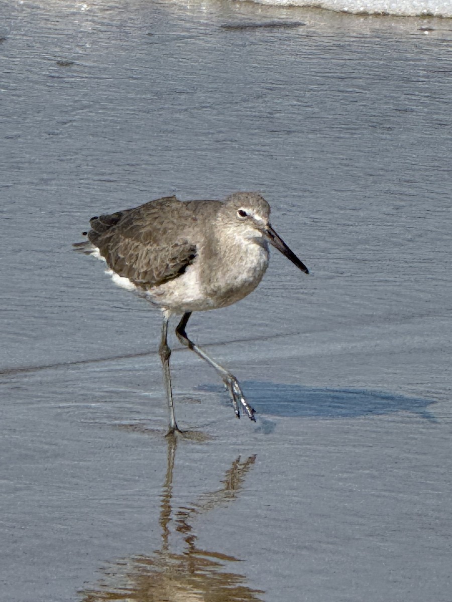 Willet - ML643812730