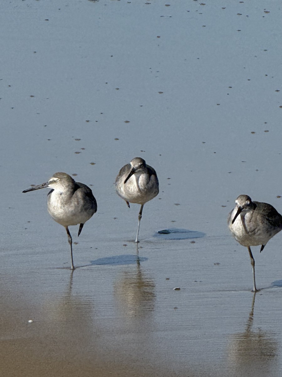 Willet - ML643812731