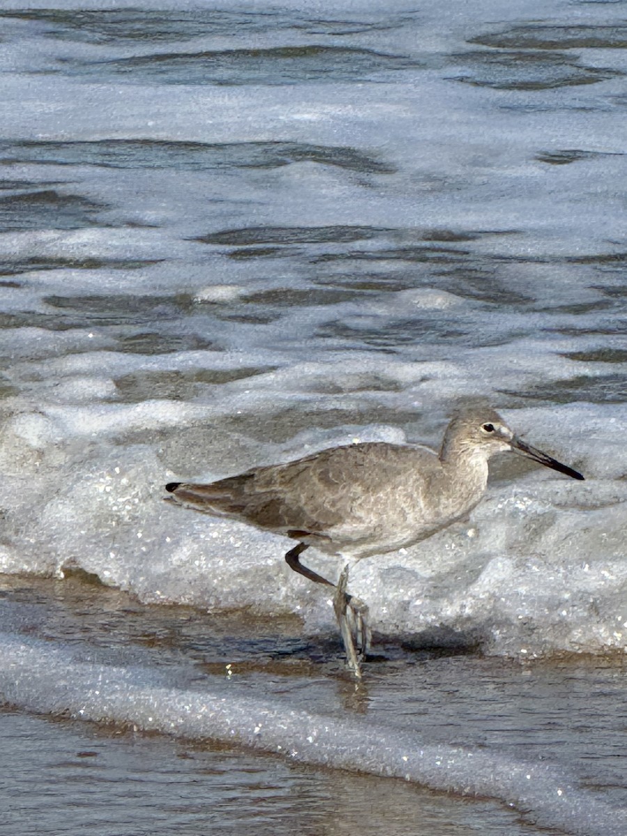 Willet - ML643812732