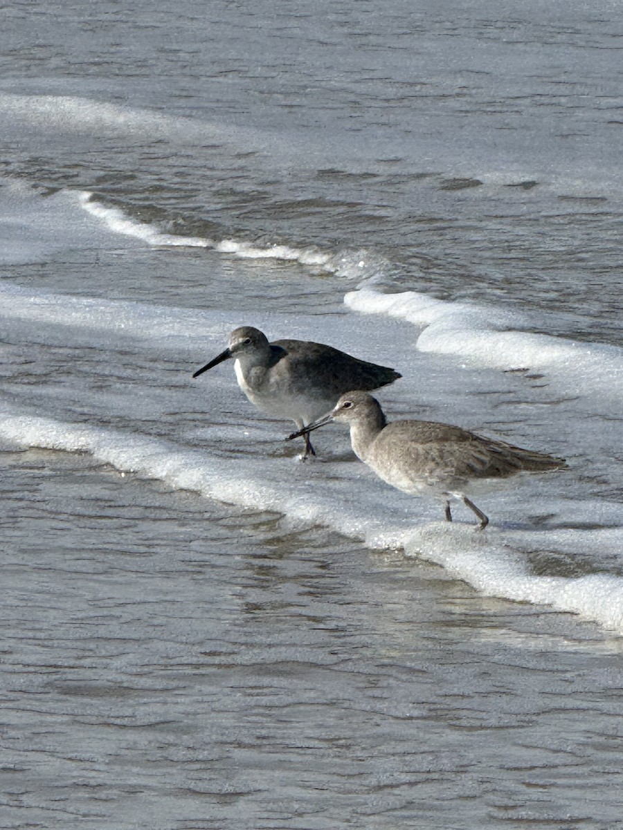 Willet - ML643812733