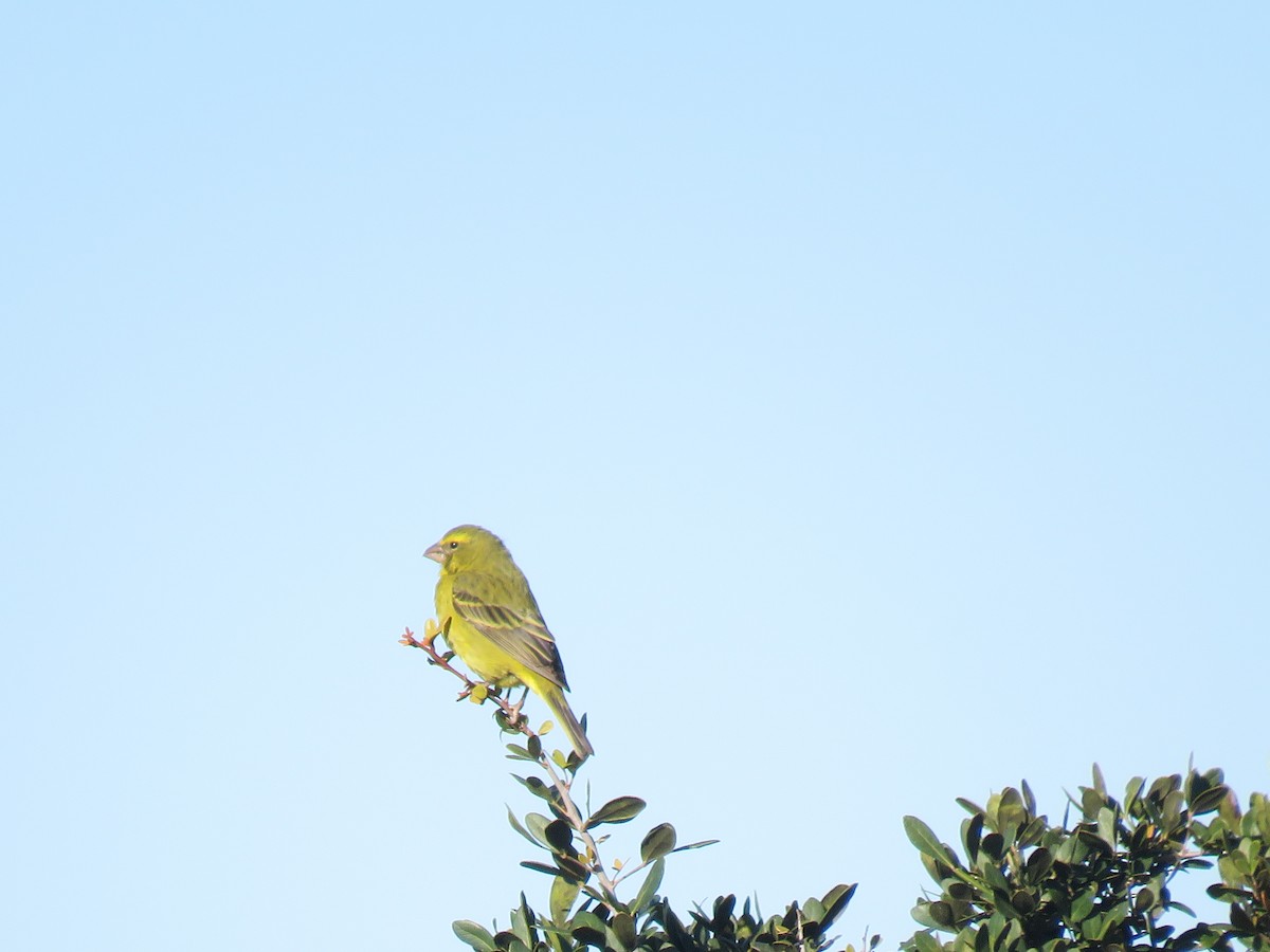Brimstone Canary - ML643812734