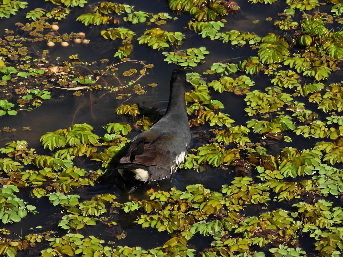 Common Gallinule - ML643812756
