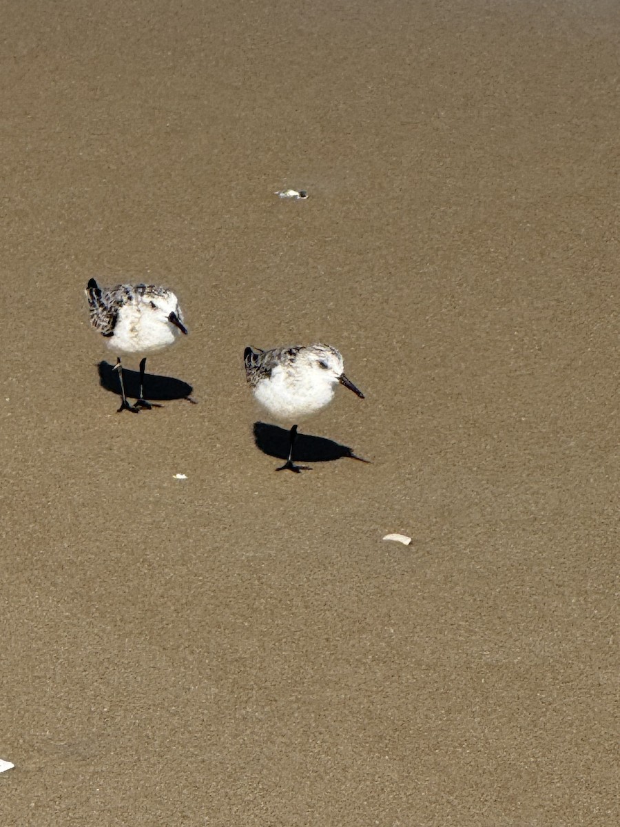 Sanderling - ML643812757