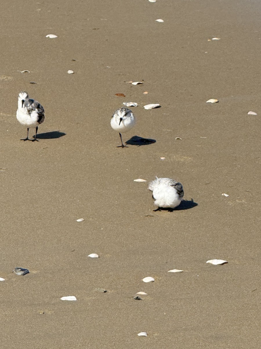 Sanderling - ML643812758