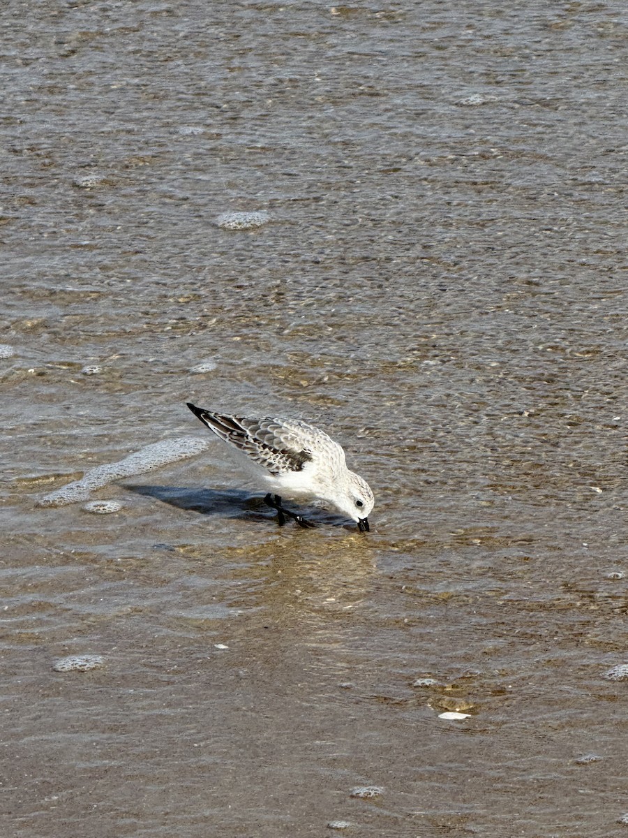 Sanderling - ML643812759