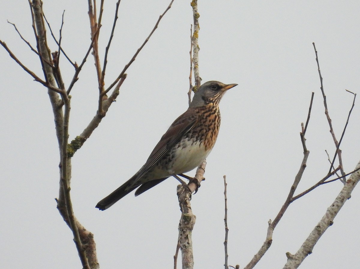 Fieldfare - ML643812760