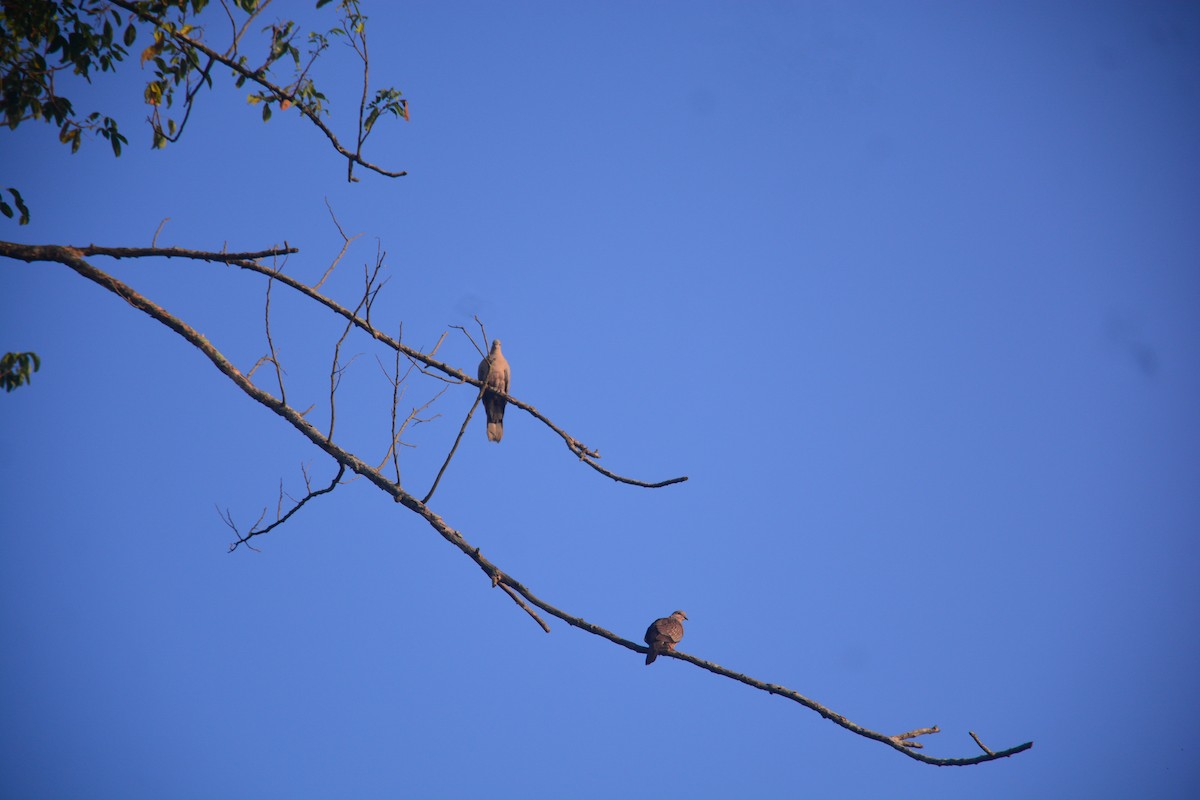 Spotted Dove - ML643812763