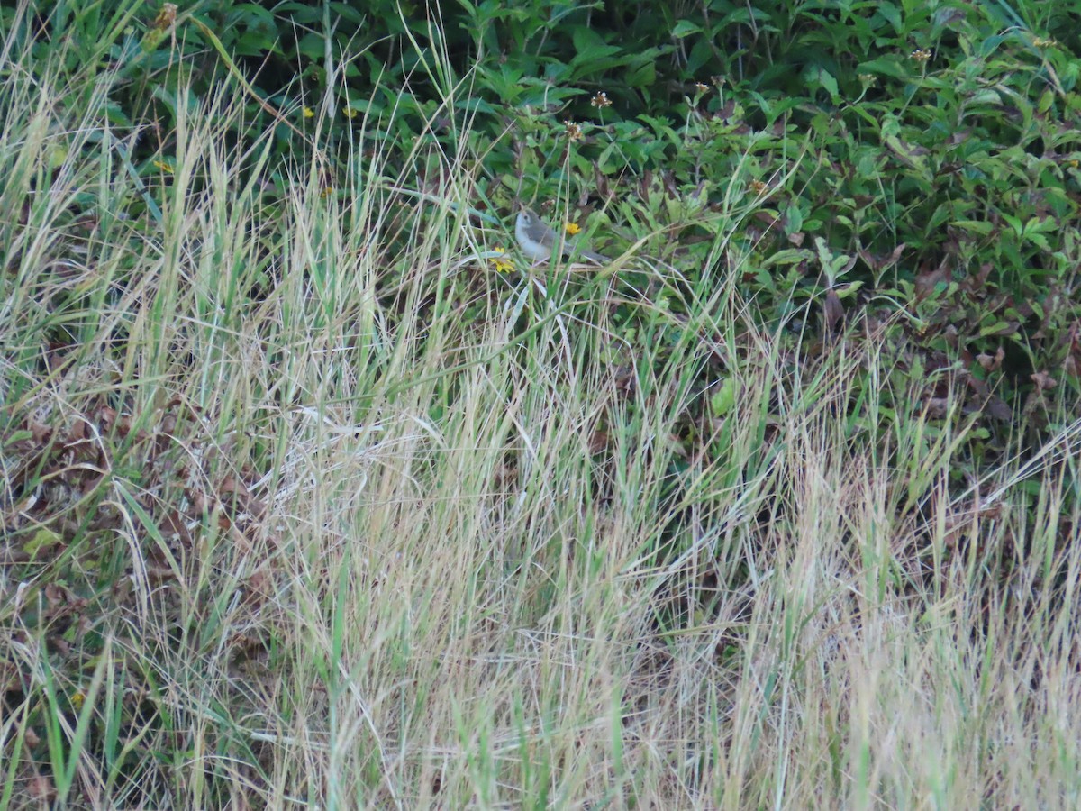 Plain Prinia - ML643812771