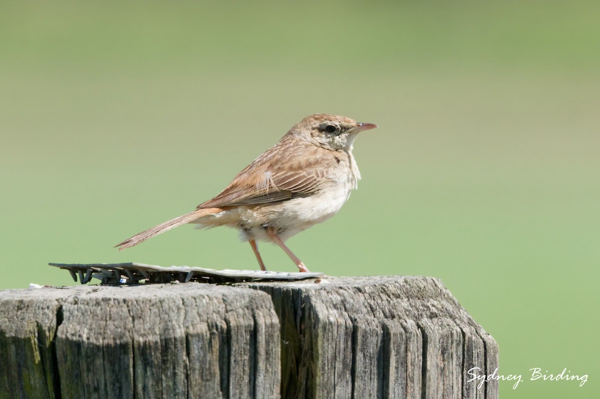 Rufous Songlark - ML643812775