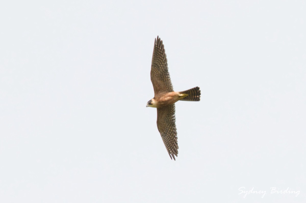 Australian Hobby - ML643812784