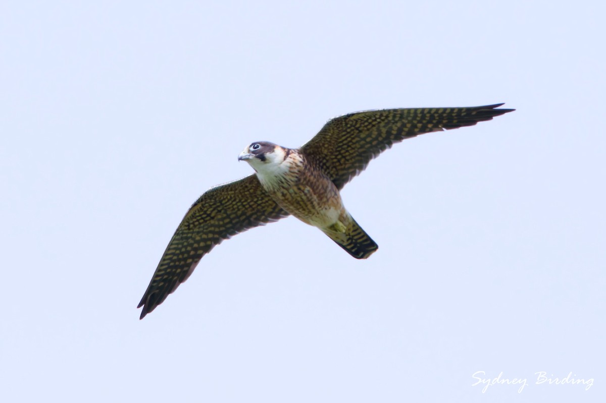 Australian Hobby - ML643812785