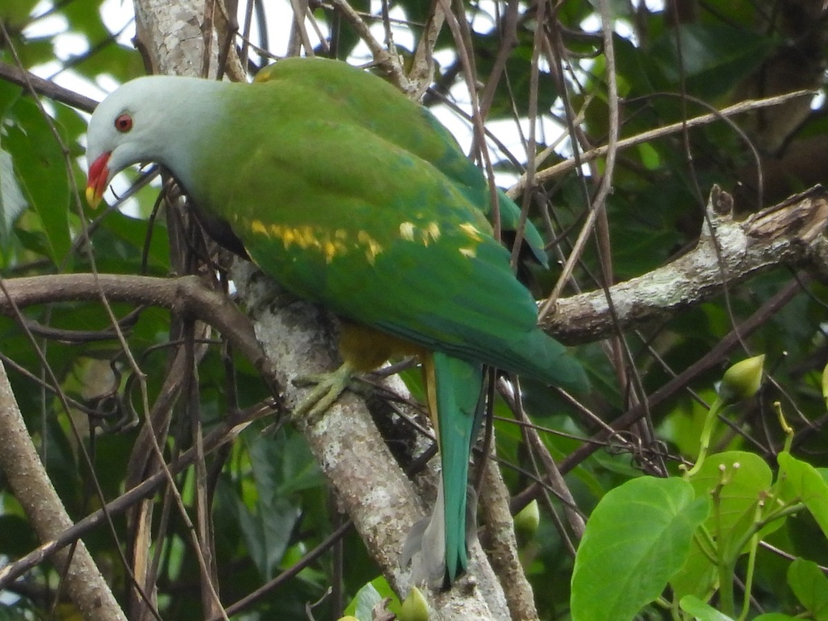 Wompoo Fruit-Dove - ML643812786