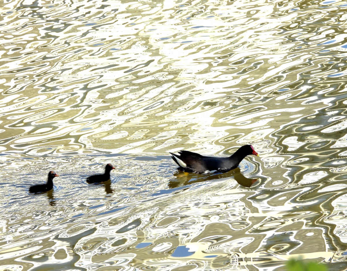 Common Gallinule - ML643812802