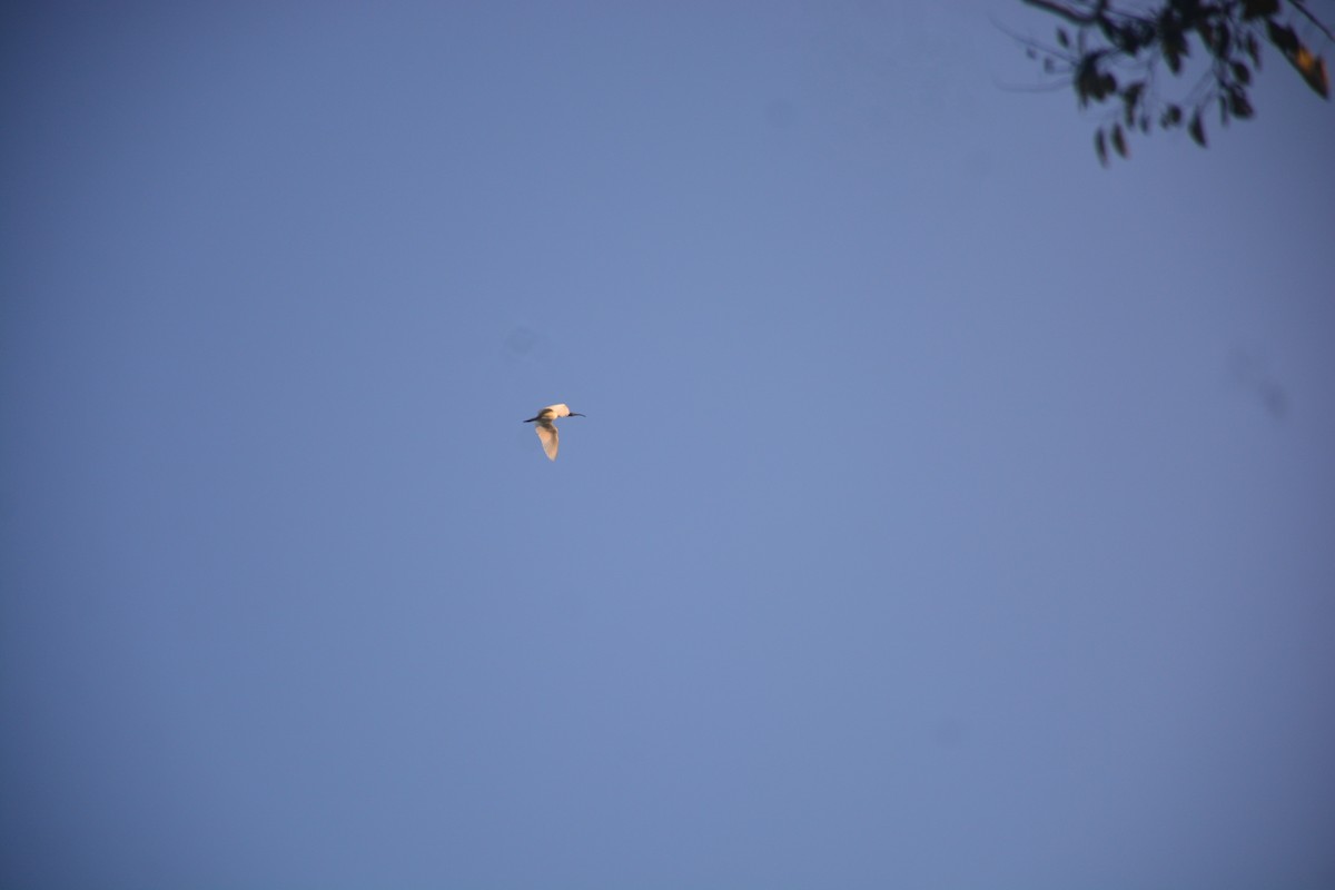 Хүрэн түрүүт билүүс - ML643812809