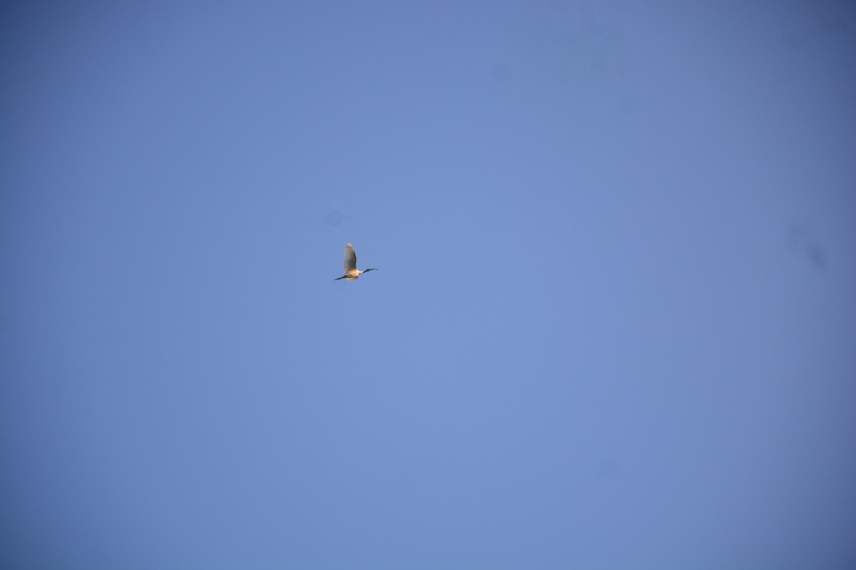 Хүрэн түрүүт билүүс - ML643812810