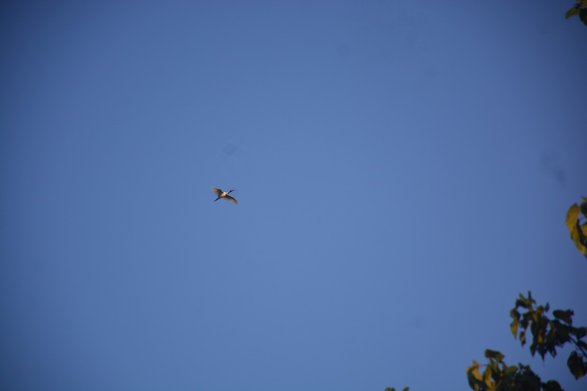 Хүрэн түрүүт билүүс - ML643812811