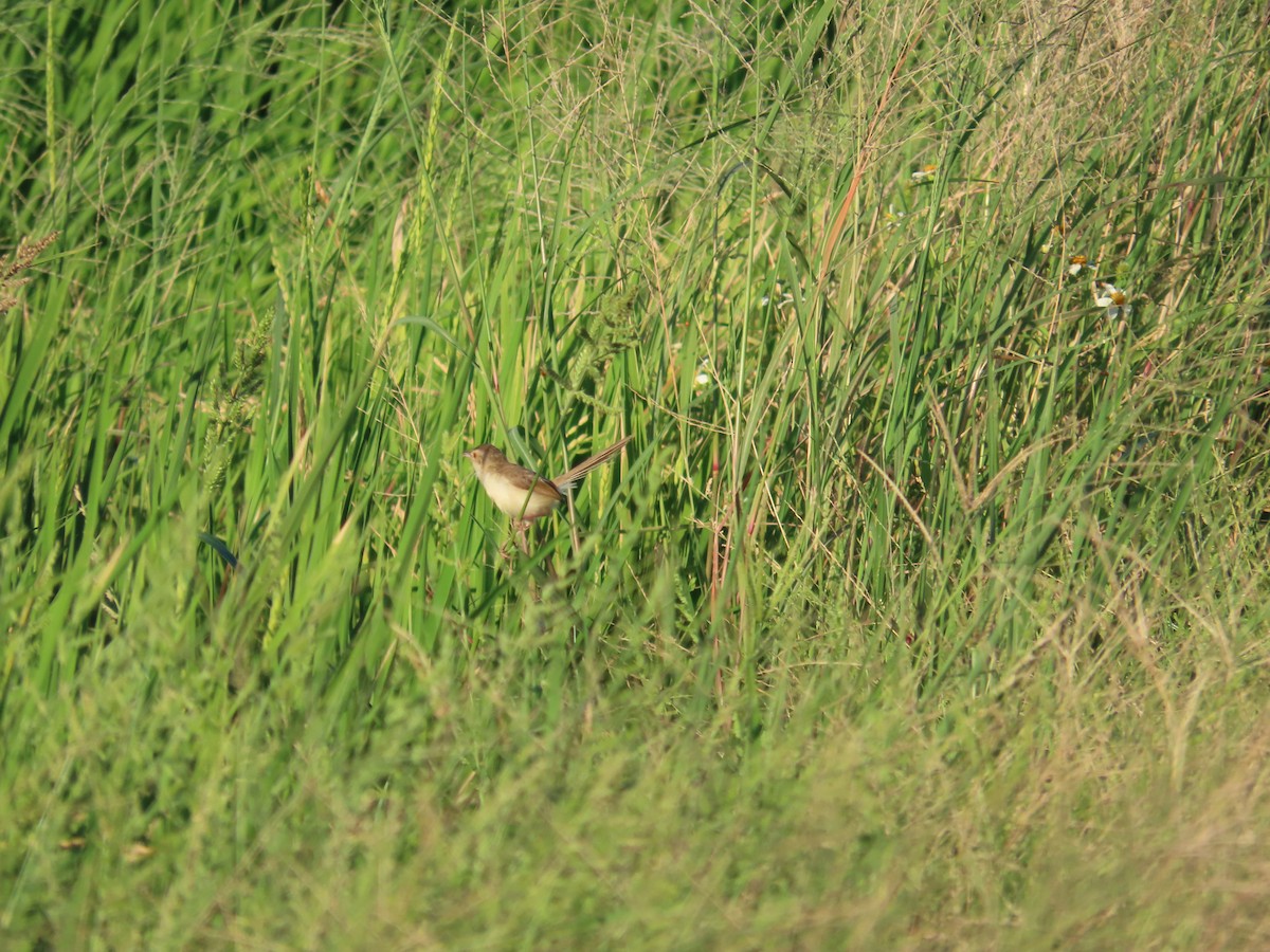 Plain Prinia - ML643812821