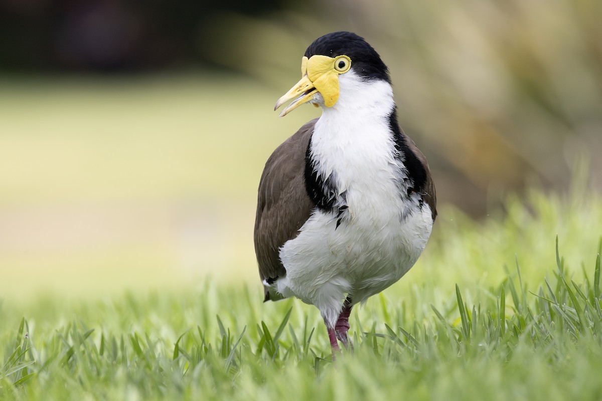 Masked Lapwing - ML643812827