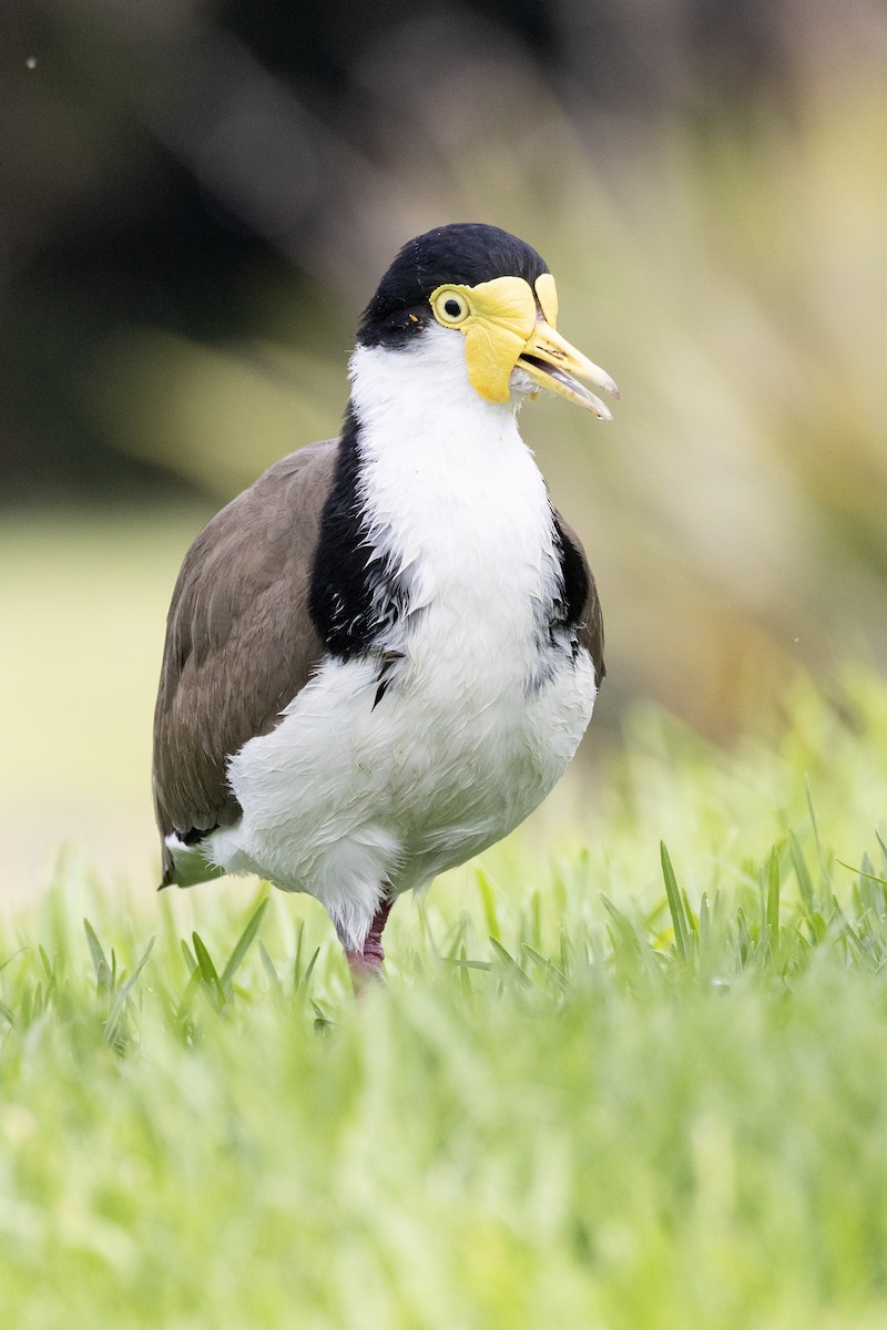 Masked Lapwing - ML643812828