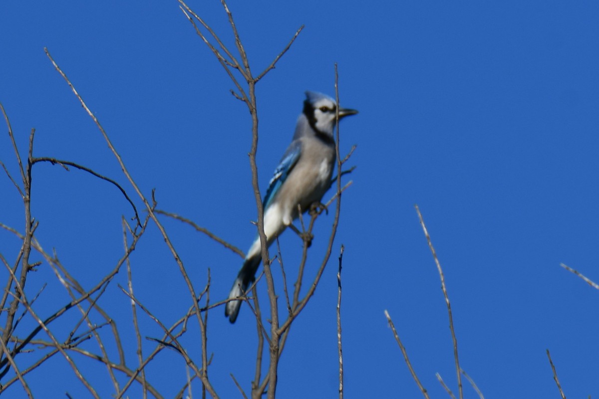 Geai bleu - ML643812837