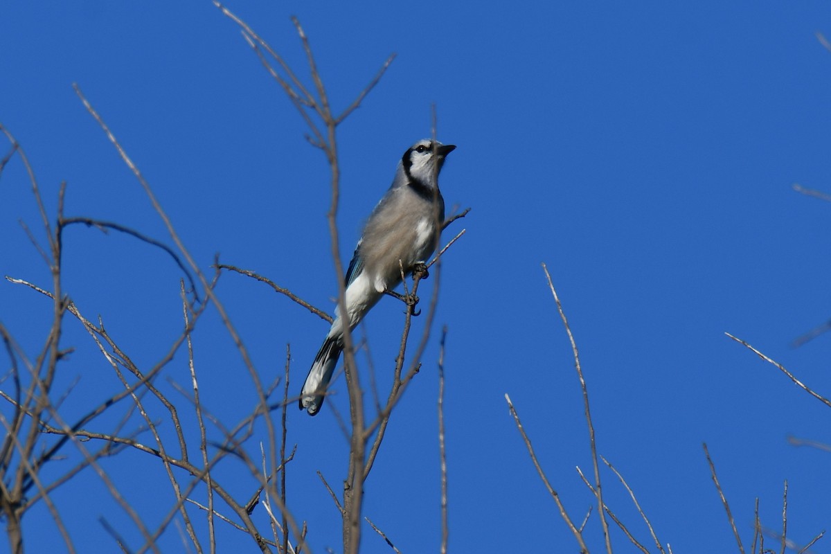 Geai bleu - ML643812839