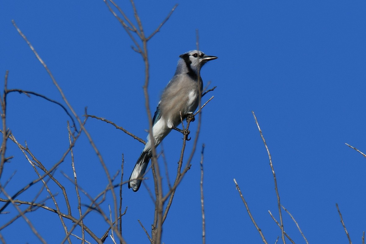 Geai bleu - ML643812840