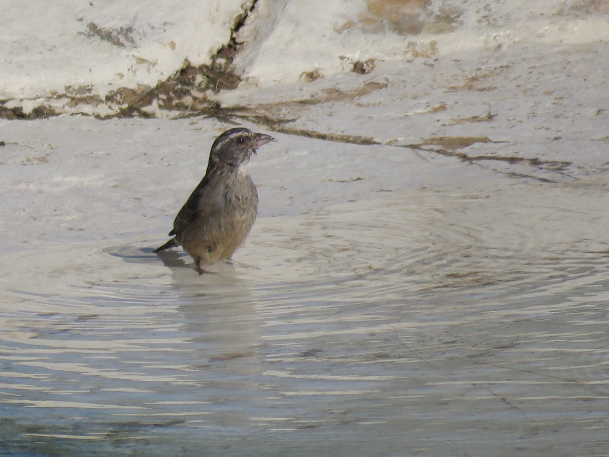 Streaky-headed Seedeater - ML643812842