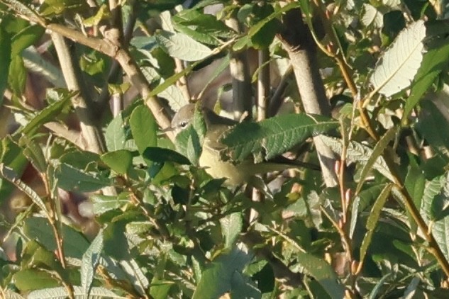 Orange-crowned Warbler (Gray-headed) - ML643812848