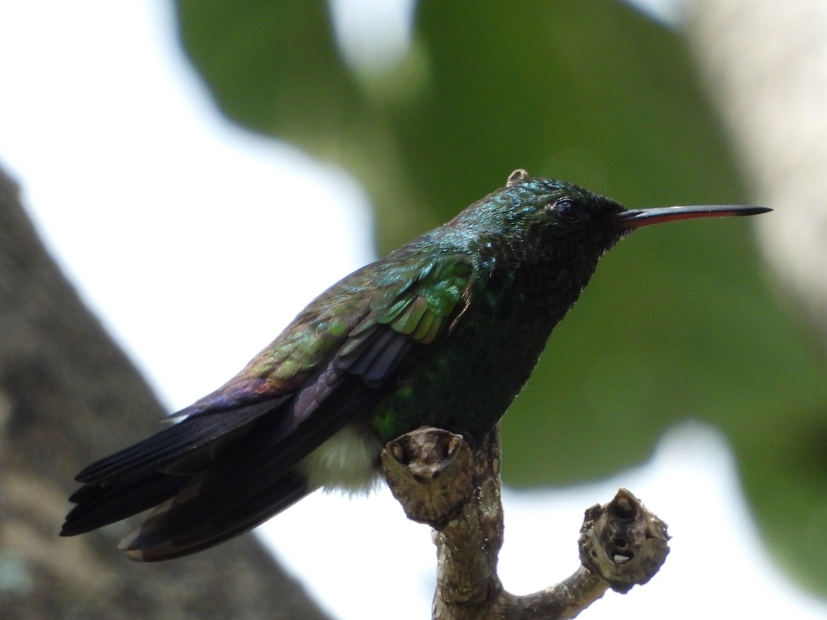 Blue-vented Hummingbird - ML643812853
