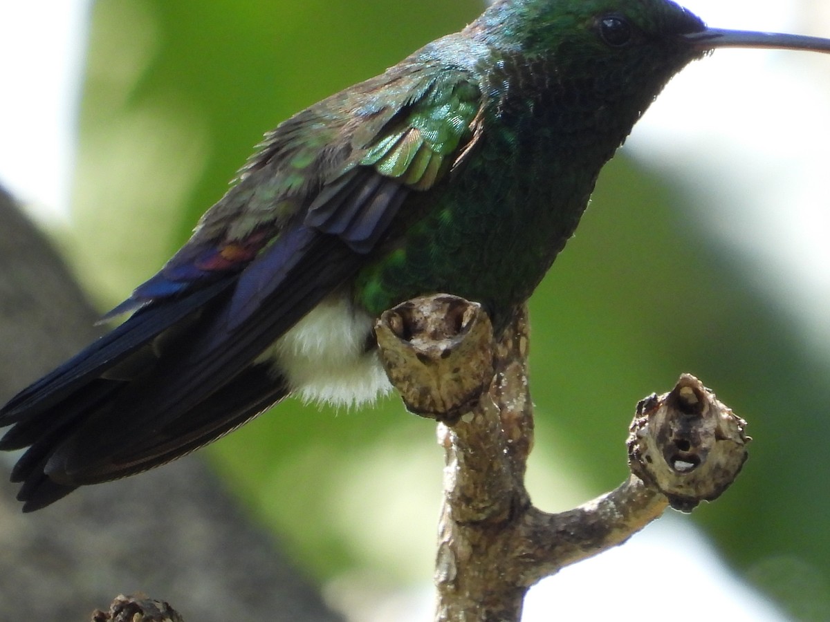 Blue-vented Hummingbird - ML643812874