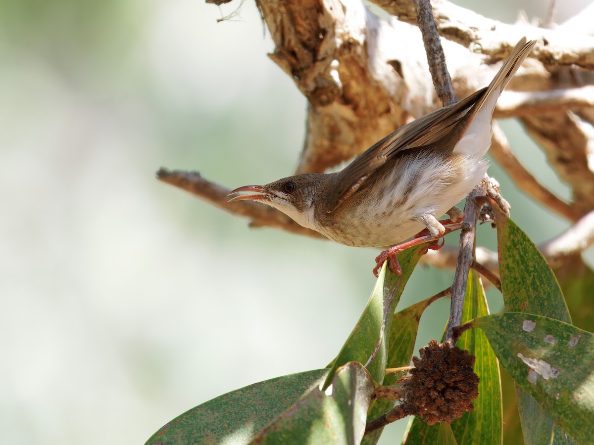 Brown-backed Honeyeater - ML643812876